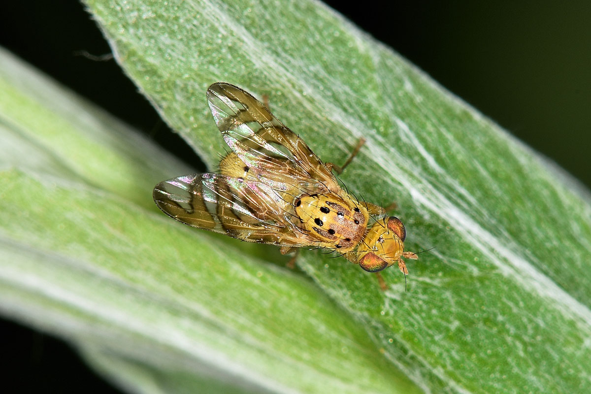 Tephritidae:  Chaetorellia jaceae?  S, femmina